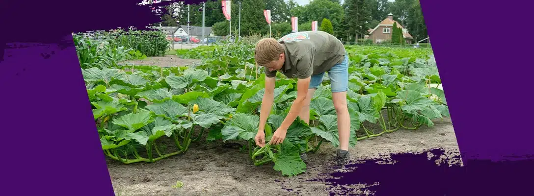 Pros and cons of growing plants outside