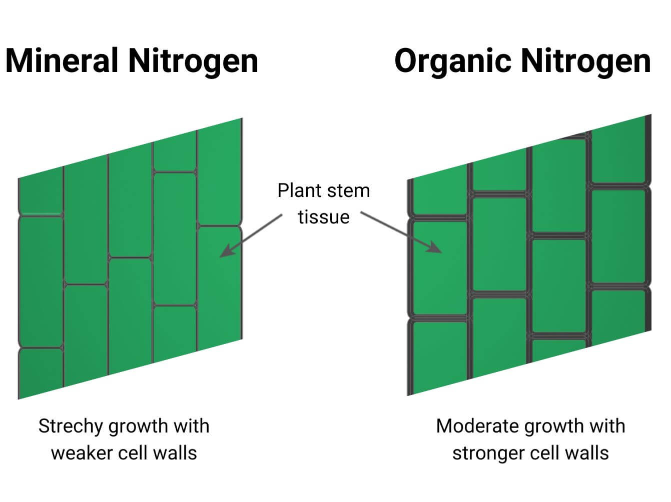 Impact of mineral versus organic nitrogen on the structure of plant cells