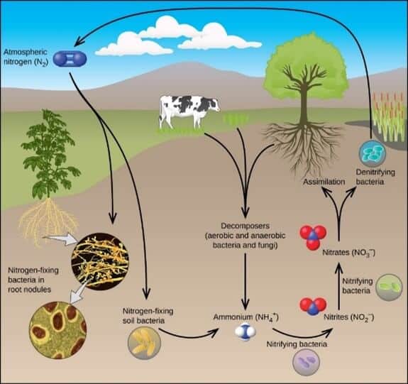 Nitrogen cycle in cannabis cultivation