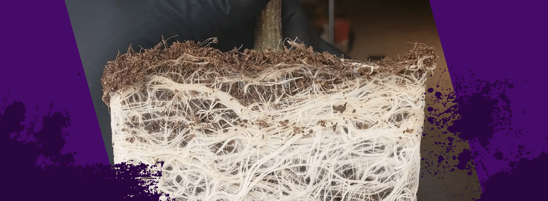 Carbon feeding through roots