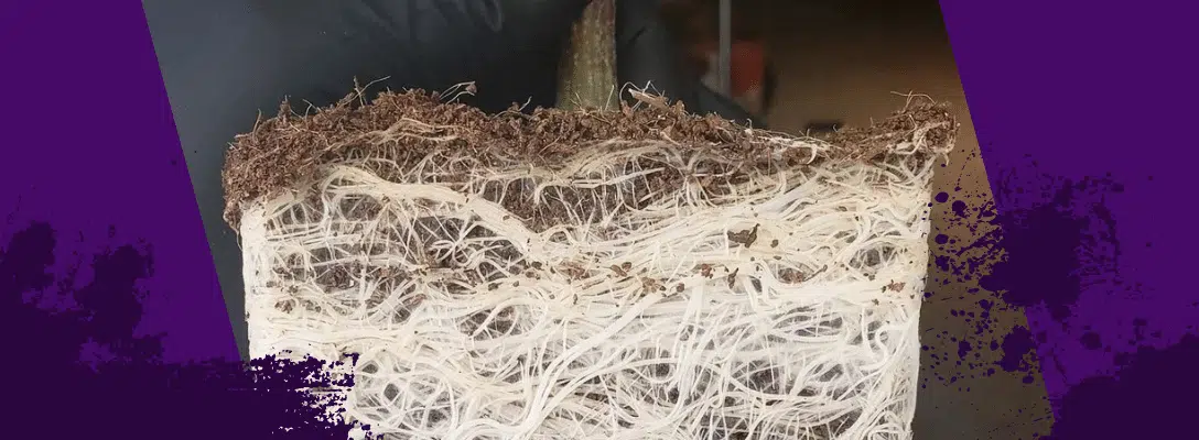 The Secret Sauce of Supplemental Carbon in Root Feeds