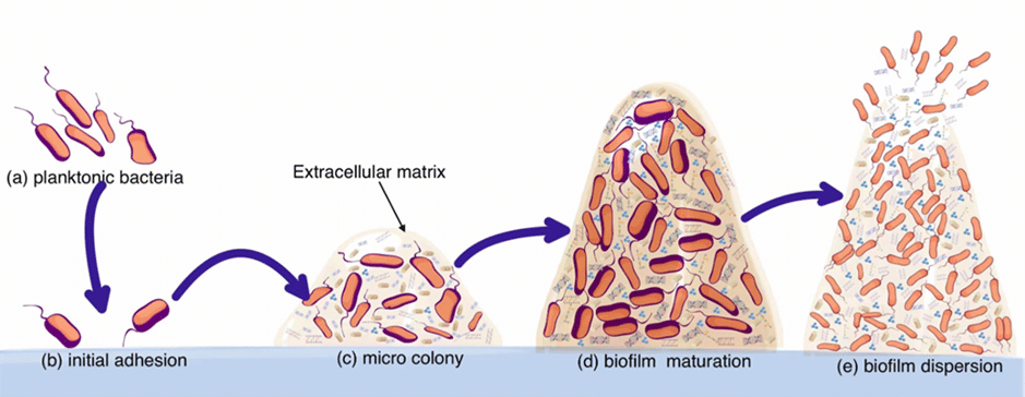 How does biofilm develop