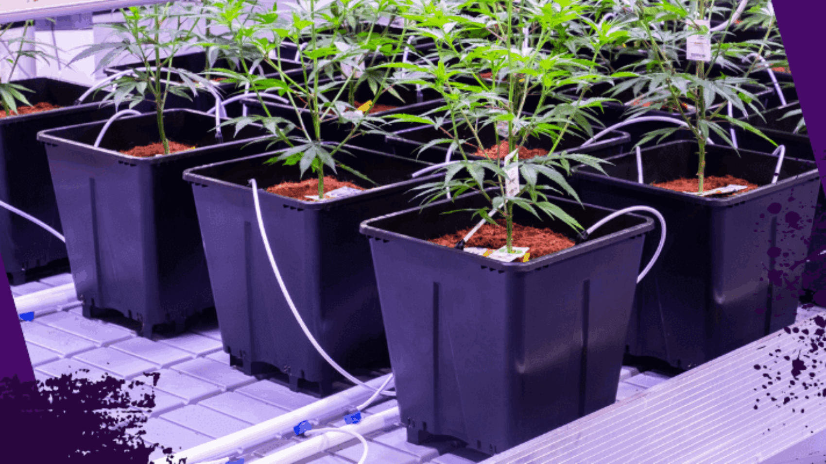 Banner-Biofilm-Formation-in-Irrigation-Systems