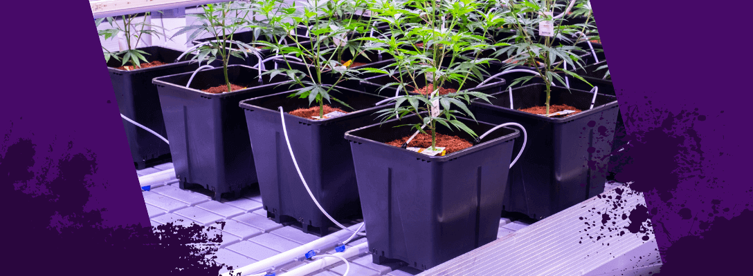 You Don’t Just Want Bigger Buds. You Want Bragging Rights.